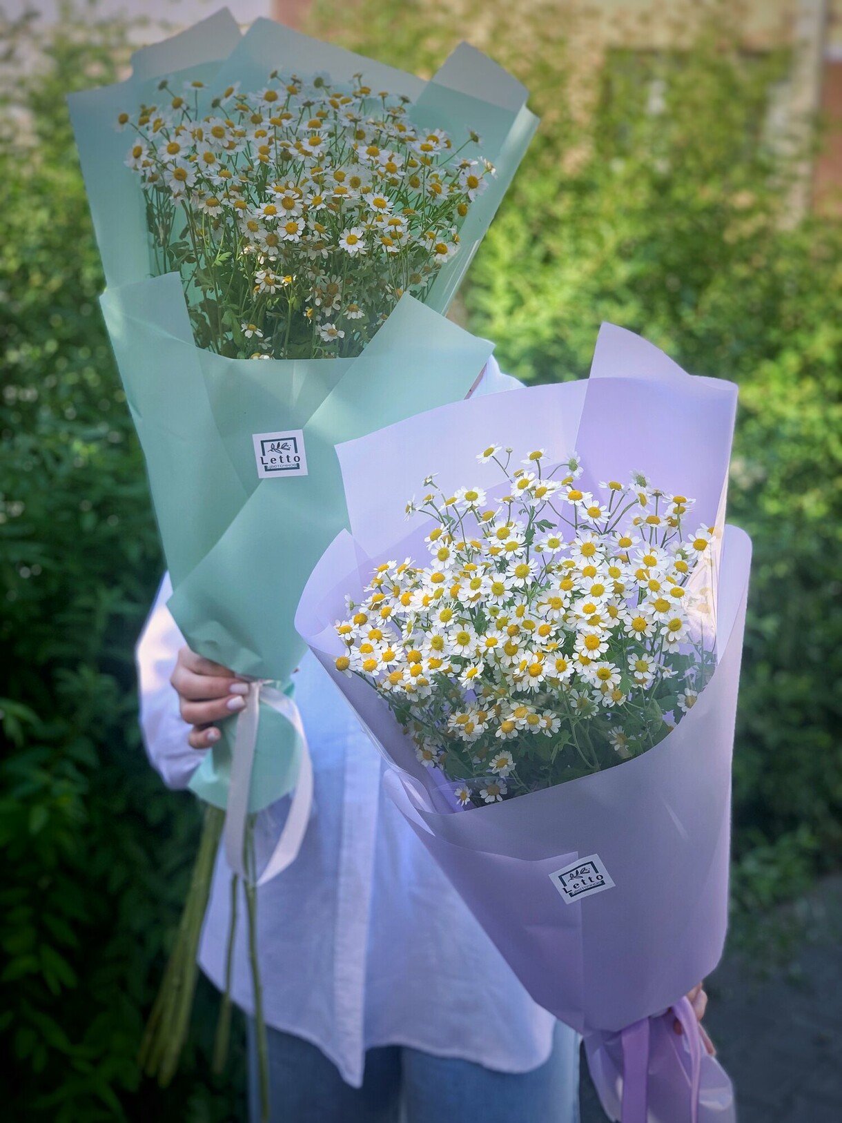 Кущова ромашка