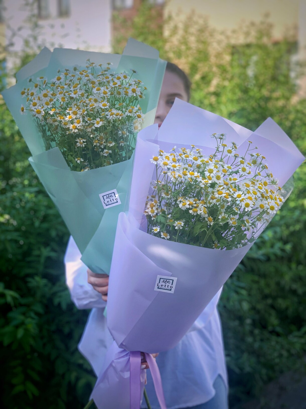 Кущова ромашка